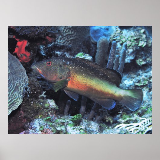 Coney Poster (Voorkant)