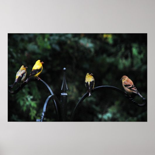 Conferentie over de vogelstand poster (Voorkant)