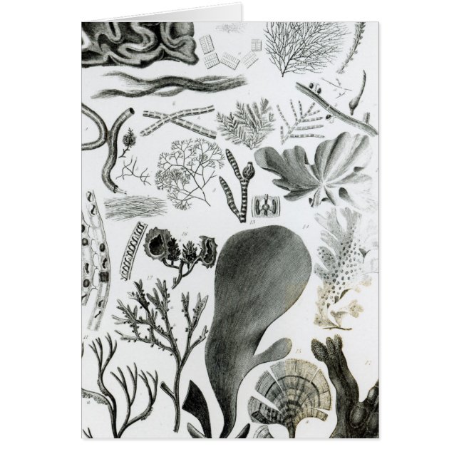 Conferra Fucus (Voorkant)