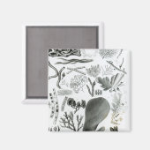 Conferra Fucus Magneet (Voorkant / Achterkant)