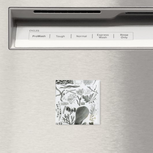 Conferra Fucus Magneet (Insitu (Vaatwasser))