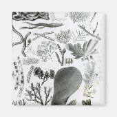 Conferra Fucus Magneet (Voorkant)