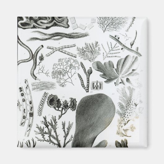 Conferra Fucus Magneet (Voorkant)