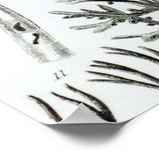 Conferra Fucus Poster (Hoek)