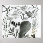 Conferra Fucus Poster (Voorkant)