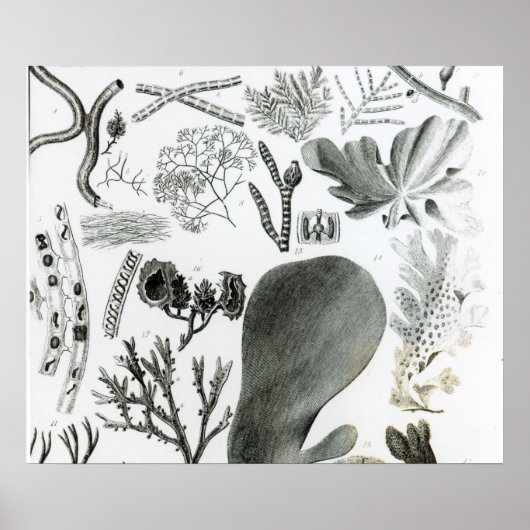 Conferra Fucus Poster (Voorkant)