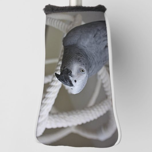 Congo Afrikaanse grijze papegaai having plezier Golfheadcover (Draai 90)