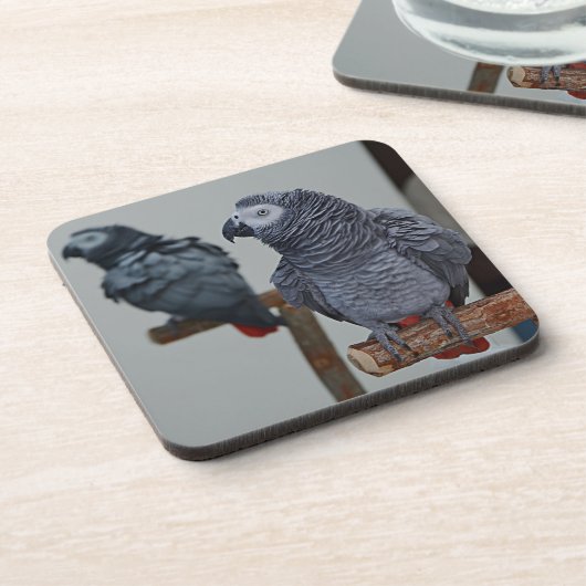 Congo-Afrikaanse grijze papegaai in Mirror Bier Onderzetter (Linkerzijde)