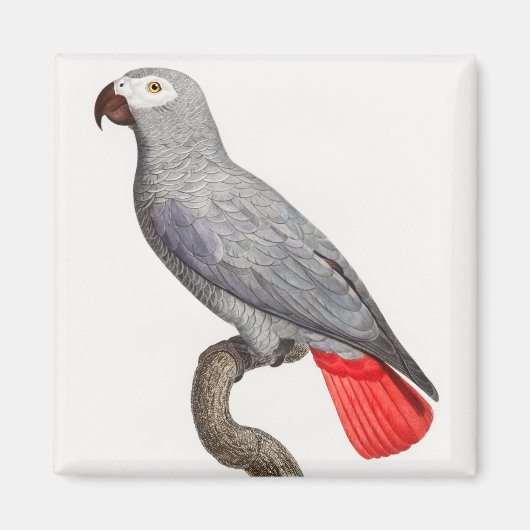 CONGO GRAY PARROT MAGNEET (Voorkant)