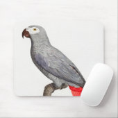 CONGO GRAY PARROT MUISMAT (Met muis)