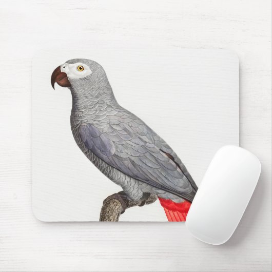 CONGO GRAY PARROT MUISMAT (Met muis)