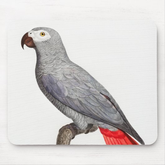 CONGO GRAY PARROT MUISMAT (Voorkant)