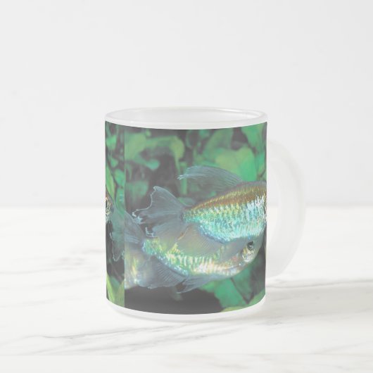 Congo tetra , Phenacogrammus interruptus Matglas Koffiemok (Voorkant rechts)