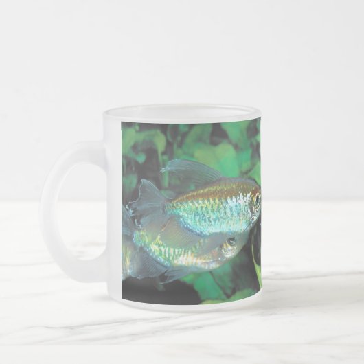Congo tetra , Phenacogrammus interruptus Matglas Koffiemok (Links)