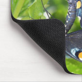 Congres Arizona Pipevine Swallowtail Butterfly Muismat (Hoek)