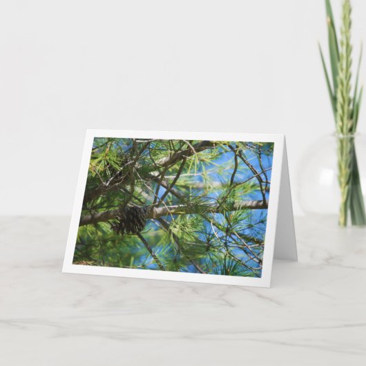 Conifeer Kegel op Groveboom Kaart (Voorkant)