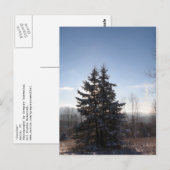 conifer briefkaart (Voorkant / Achterkant)