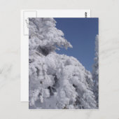 Coniferbomen met sneeuw briefkaart (Voorkant / Achterkant)