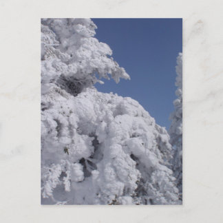 Coniferbomen met sneeuw briefkaart