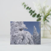 Coniferen bedekt met sneeuw briefkaart (Staand voorkant)