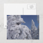 Coniferen bedekt met sneeuw briefkaart (Voorkant / Achterkant)