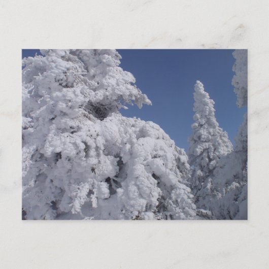 Coniferen bedekt met sneeuw briefkaart (Voorkant)
