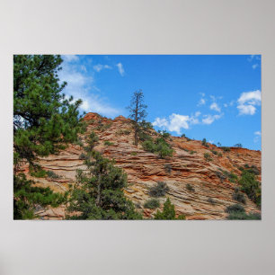 Coniferen die groeien in Zion National Park, Utah Poster