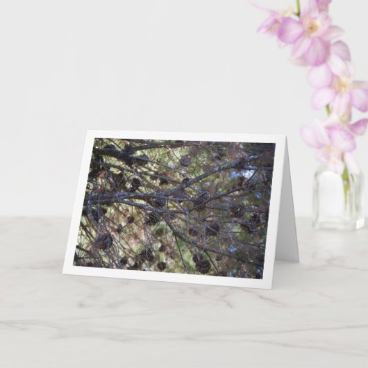 Coniferen Kegels op Groveboom Kaart (Orchidee)