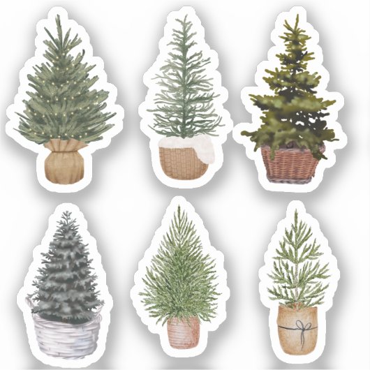 Conifers Sticker (Voorkant)