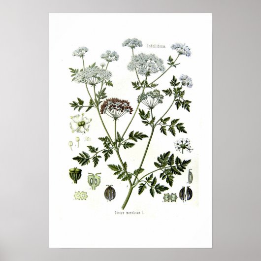 Conium maculatum poster (Voorkant)