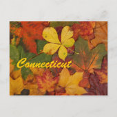 Connecticut Autumn Leaves Briefkaart (Voorkant)