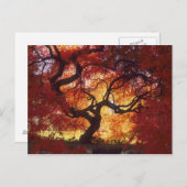 Connecticut: Darien, Japanse aple 'Acer Briefkaart (Voorkant / Achterkant)