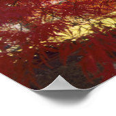 Connecticut: Darien, Japanse aple 'Acer Poster (Hoek)