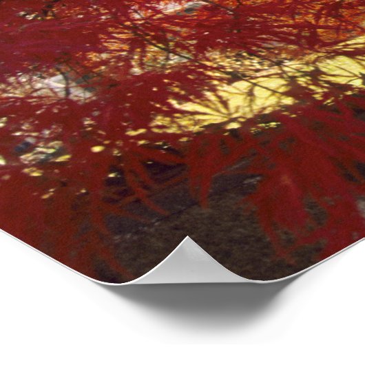 Connecticut: Darien, Japanse aple 'Acer Poster (Hoek)