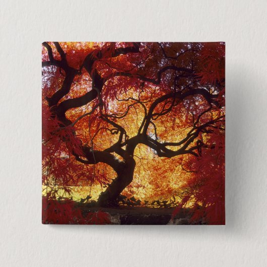 Connecticut: Darien, Japanse aple 'Acer Vierkante Button 5,1 Cm (Voorkant)