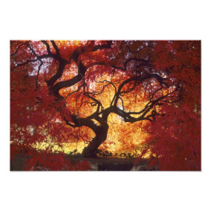 Connecticut: Darien, Japanse esdoorn 'Acer Foto Afdruk