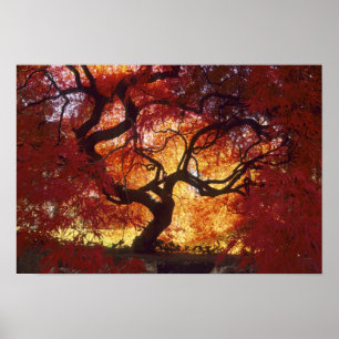 Connecticut: Darien, Japanse esdoorn 'Acer Poster