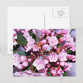 Connecticut Mountain Laurel Briefkaart (Voorkant / Achterkant)