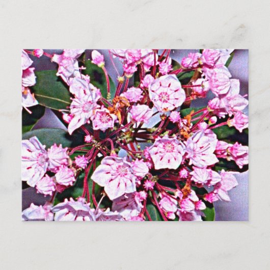 Connecticut Mountain Laurel Briefkaart (Voorkant)