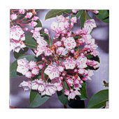 Connecticut Mountain Laurel Tegeltje (Voorkant)