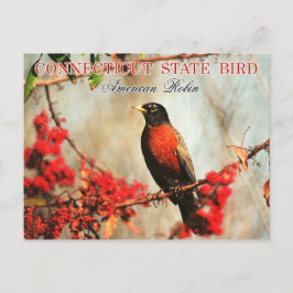 Connecticut State Bird - American Robin Briefkaart