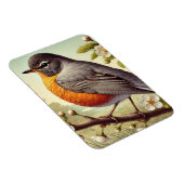 Connecticut State Bird Amerikaanse Robin Magneet (Rechterzijde)