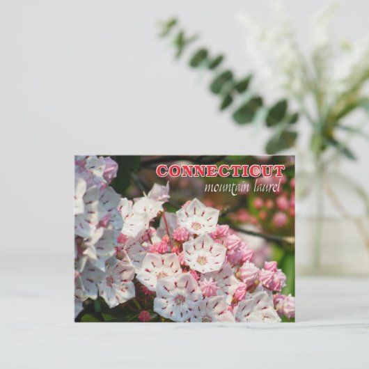 Connecticut State Flower: Mountain Laurel Briefkaart (Staand voorkant)