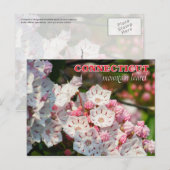 Connecticut State Flower: Mountain Laurel Briefkaart (Voorkant / Achterkant)
