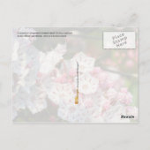 Connecticut State Flower: Mountain Laurel Briefkaart (Achterkant)