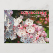 Connecticut State Flower: Mountain Laurel Briefkaart (Voorkant)