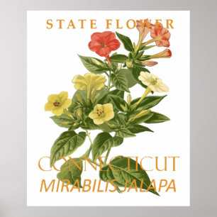 Connecticut Territorium Bloem Mirabilis jalapa Poster