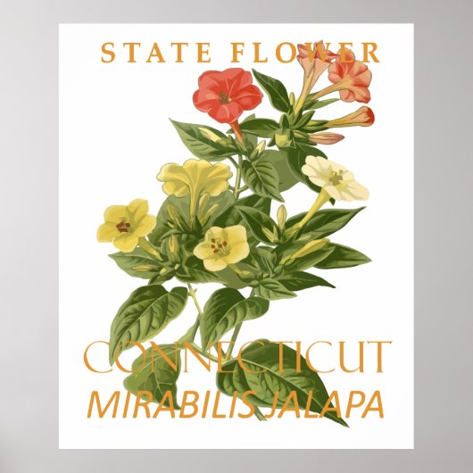 Connecticut Territorium Bloem Mirabilis jalapa Poster (Voorkant)