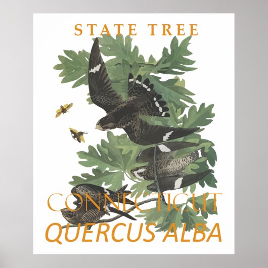 Connecticut Territory Boom De Charter Oak Poster (Voorkant)