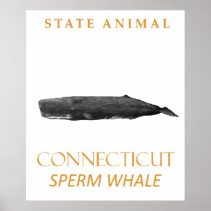 Connecticut Territory Dier Physeter macrocephalu Poster